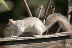 white-squirrel-2