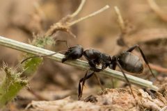 ant-carrying