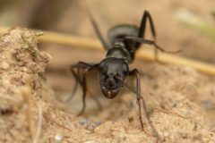 ant