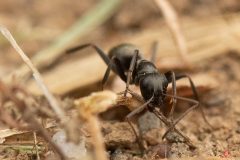 ants-eye-view