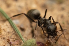 ants-closeup