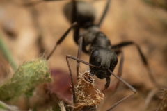ants-macro-photography