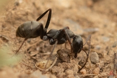 ants-macro