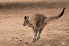 eastern-grey-kangaroo-2