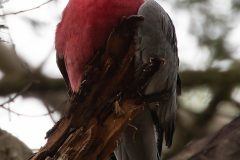 australian-galah