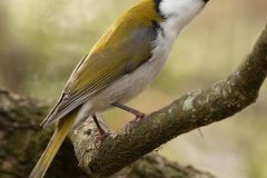 australian-white-naped-honeyeater