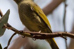 australian-white-plumed-honeyeater