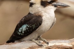 australian-kookaburra