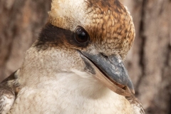 australian-laughing-kookaburra