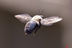 backyard-bee-1