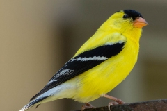 american_goldfinch_patuxent_refuge