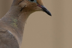 mourning-dove-portrait