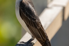 patuxent-wildlife-eastern-kingbird
