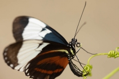 blue-and-white-longwing-butterfly