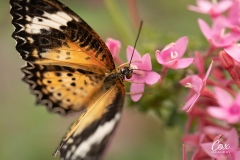 butterfly-leopard-lacewing