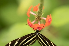 butterfly-zebra-longwing
