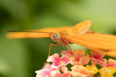 julia-longwing-butterfly