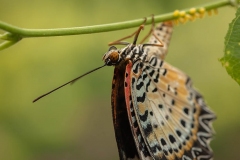 leopard-lacewing-butterfly