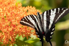 zebra_swallowtail_butterfly