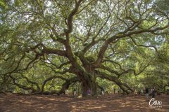 angel-oak-charleston-south-carolina