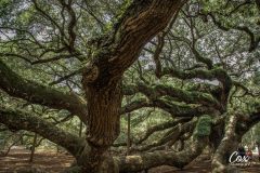 angel-oak-tree-charleston