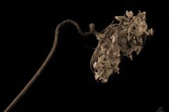 babies-breath-sepia