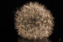 dandelion-full-sepia