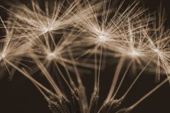 dandelion-head-sepia