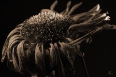 dead-flower-head-sepia