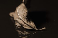 leaf-sepia