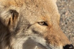 death-valley-coyote-1