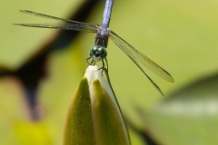 patuxent-wildlife-dragonfly-lily-bulb