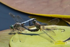 patuxent-wildlife-mating-dragonflies