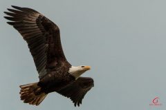 eagles-1