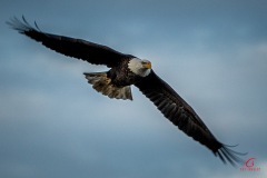 eagles-2