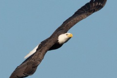 eagles-8