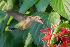 hummingbird-7-22-1