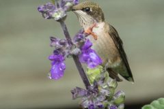 hummingbird-7-9-22-1-2