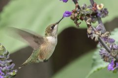 hummingbird-7-9-22-1