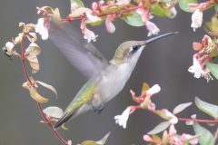 hummingbird-quotes-2