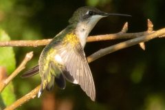hummingbird-sept-2021-2