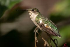 hummingbird-sitting