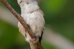 hummingbird-tree-1