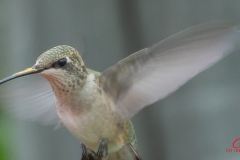 hummingbird-sept-2021-3