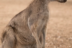 kangaroo-1-2