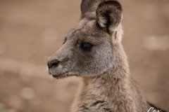 kangaroo-201-2