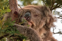 koala-asleep