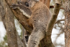 koala-sleeping