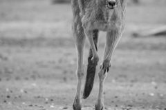 eastern-grey-kangaroo-1