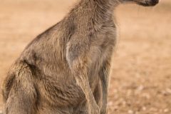 kangaroo-1